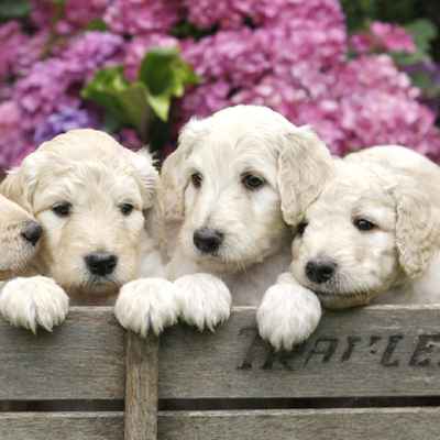 puppies for sale joplin mo mini goldendoodle puppies for sale in joplin mo puppies for sale joplin mo mini goldendoodle puppies for sale in joplin mo