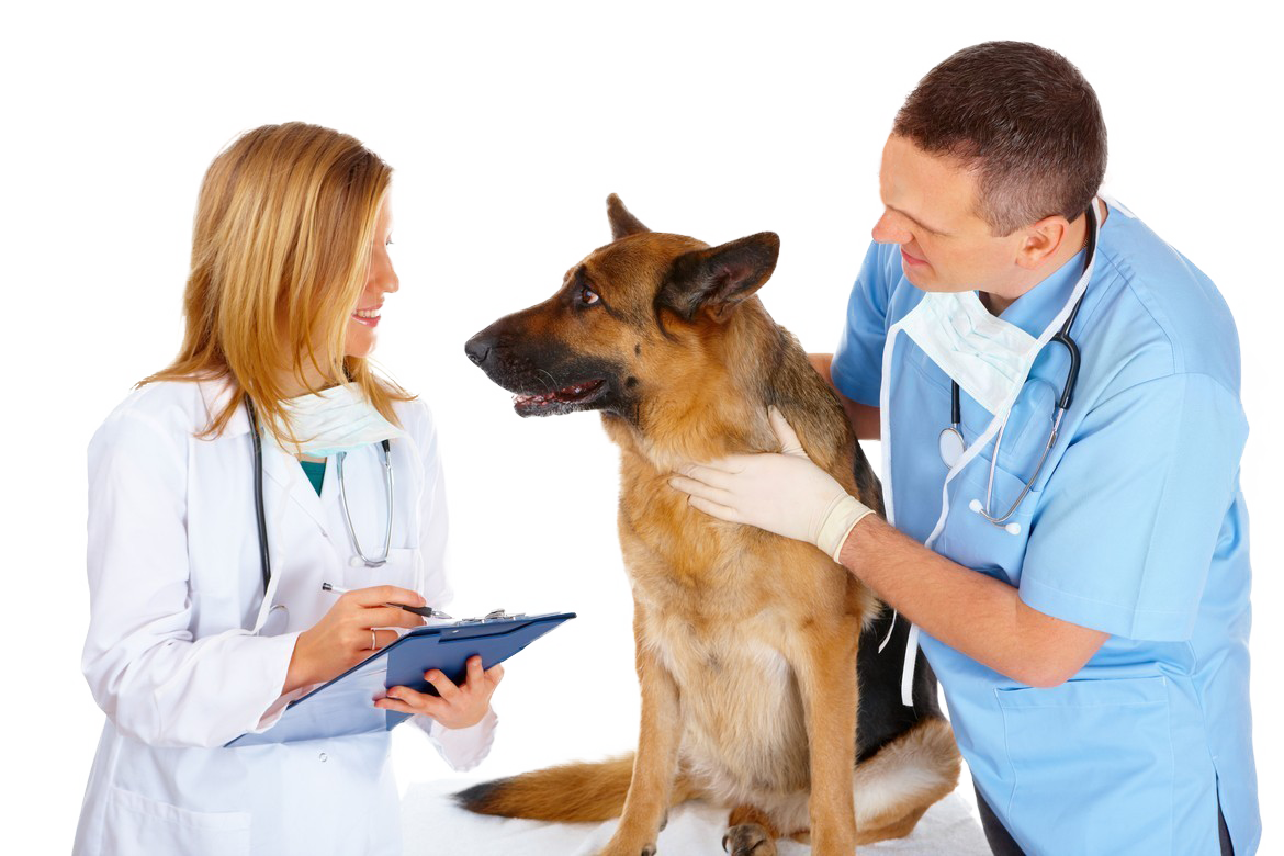 Petland Joplin Health Warranty