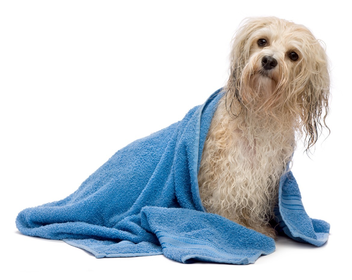 Petland Joplin Dog Bathing Service