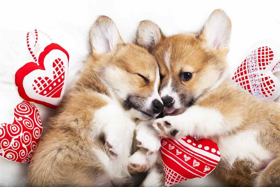 Petland Joplin Charities