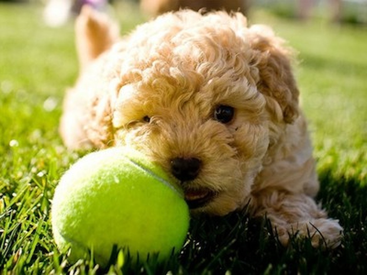 Petland Joplin Puppy Names