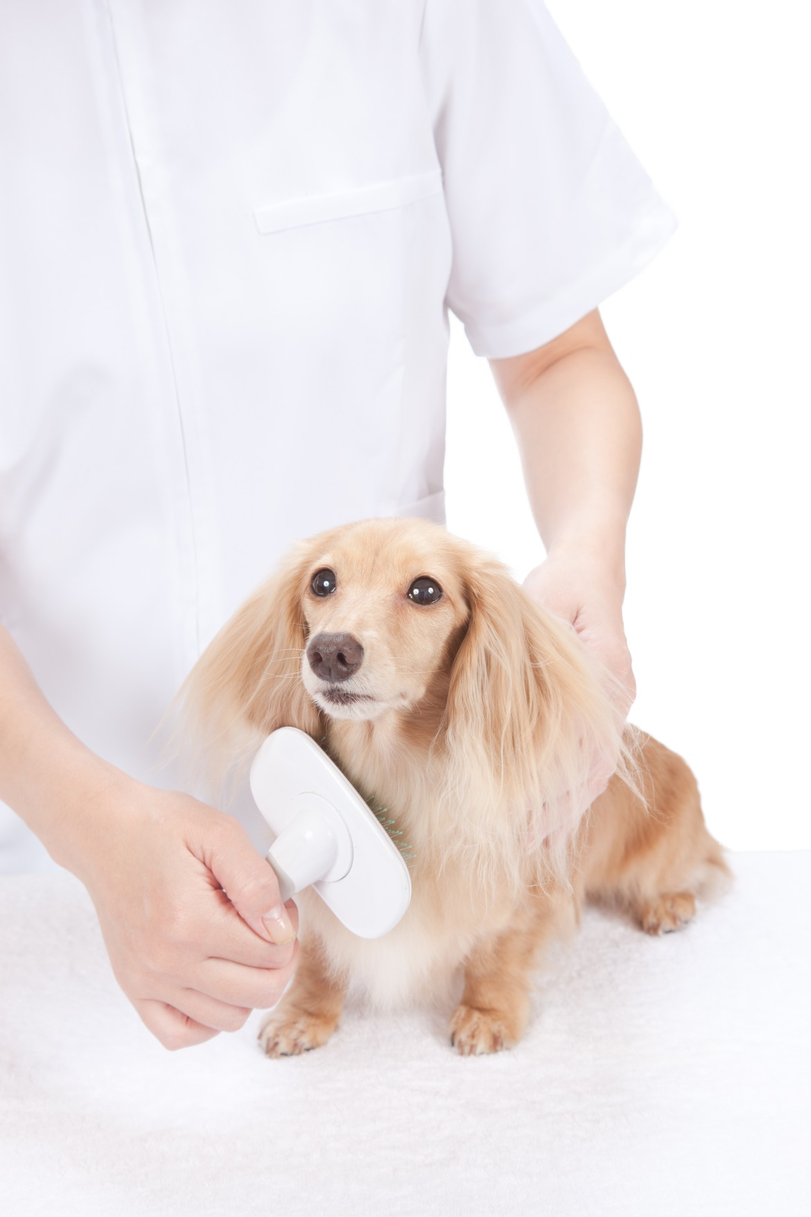 Petland Joplin Grooming