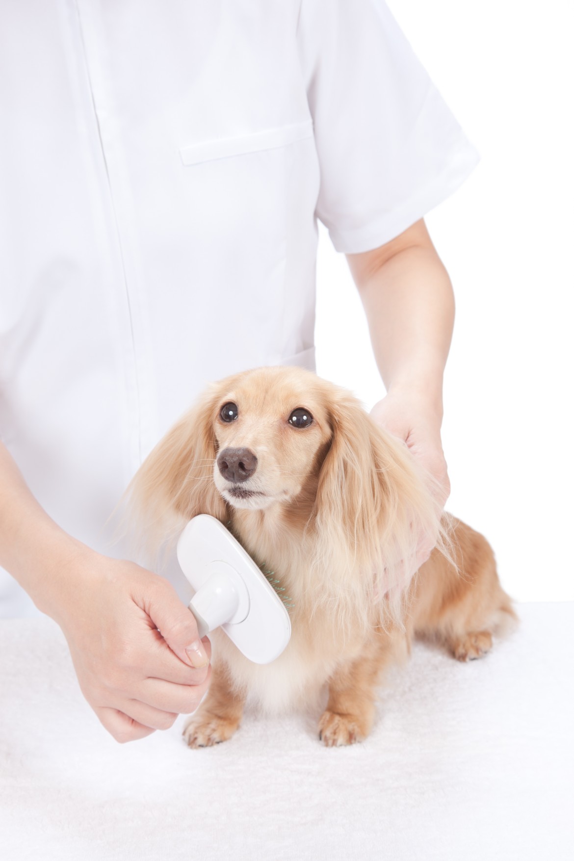 Petland Joplin Grooming