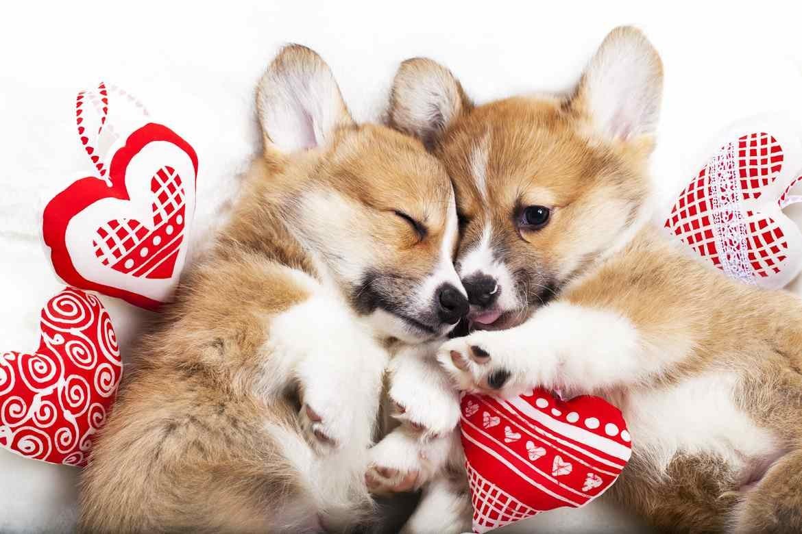 Petland Joplin Charities