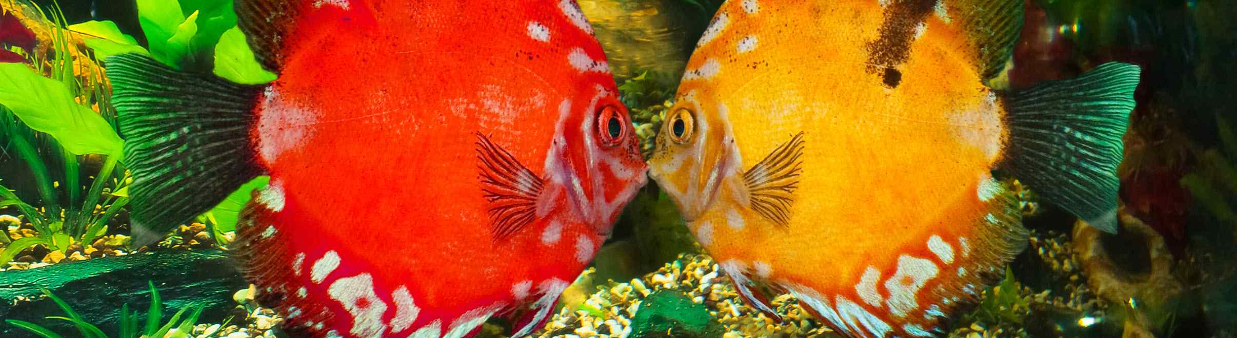 Petland Joplin Puppies for Sale Puppy Products Fish Reptiles